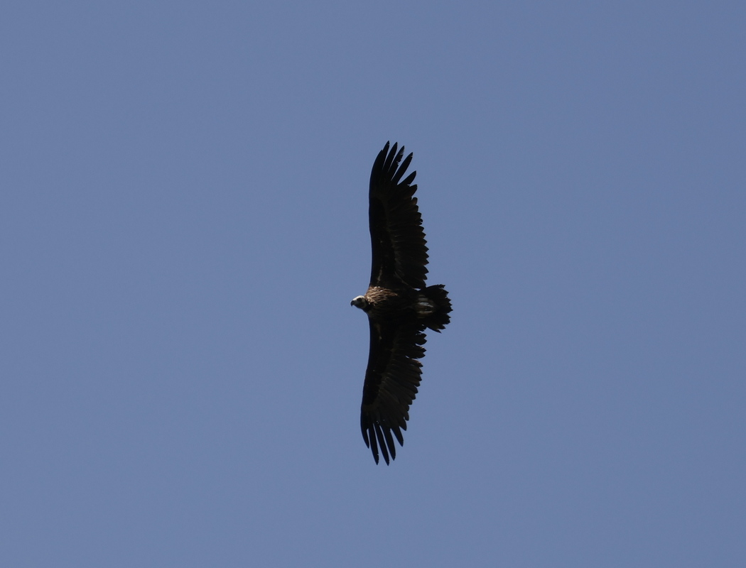 Cinereous Vulture