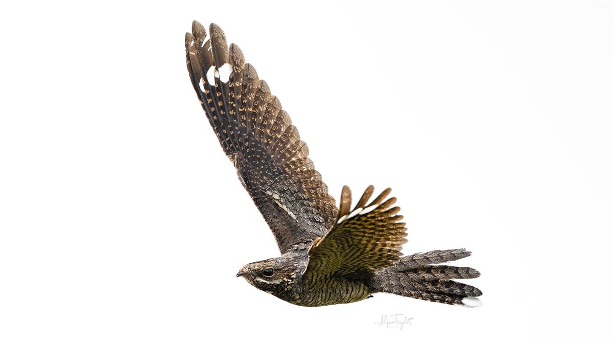 European Nightjar