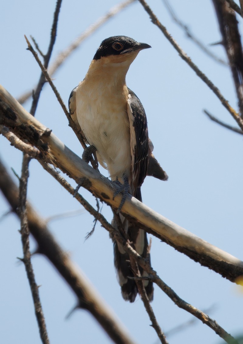 Great Spotted Cuckoo