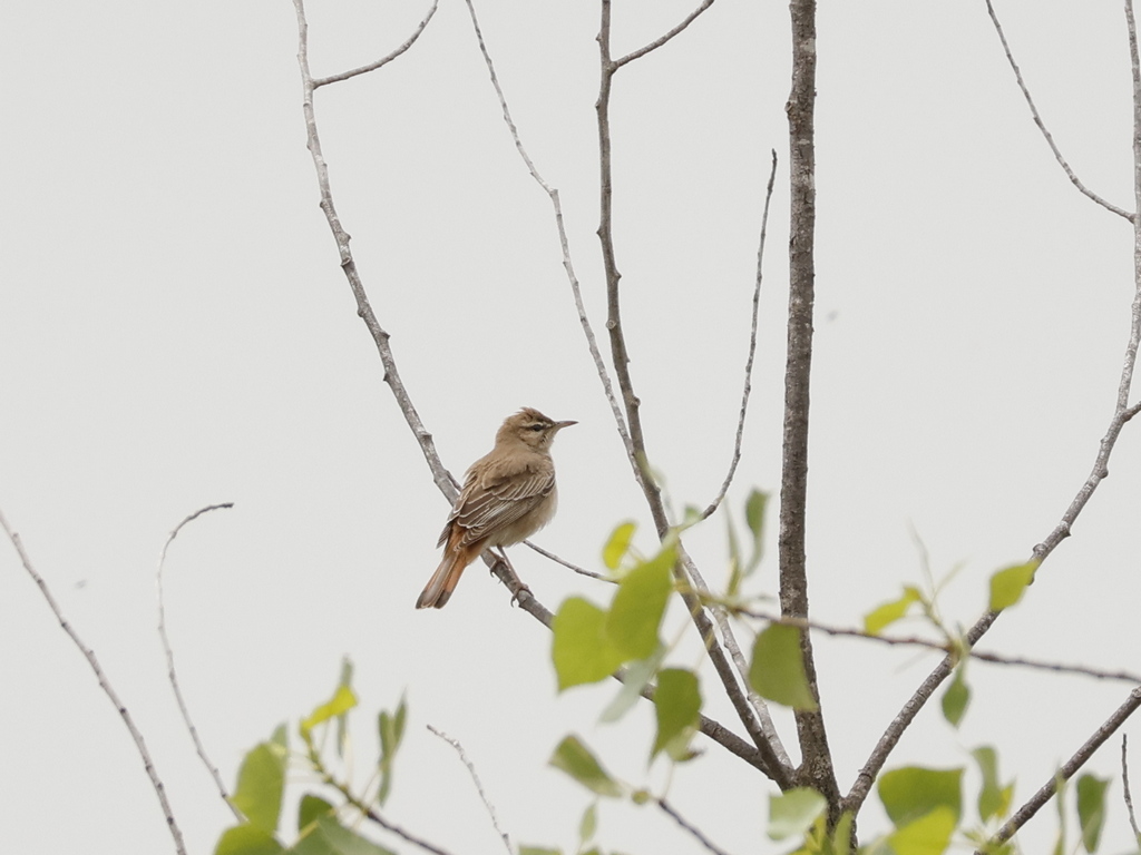 Rufous-tailed Scrub Robin