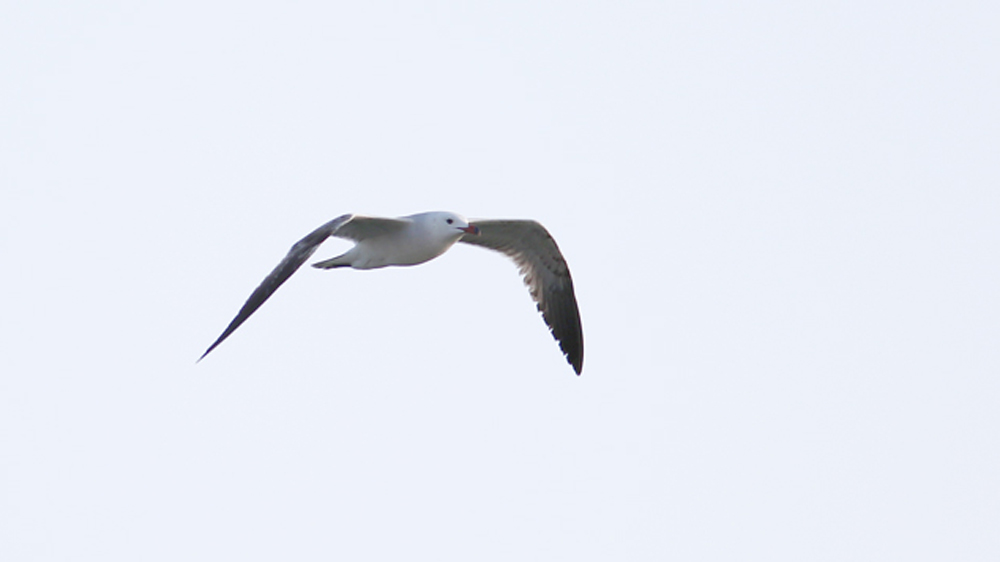 Audouin`s Gull