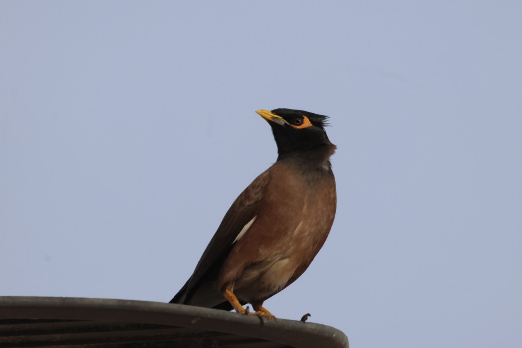 Common Myna