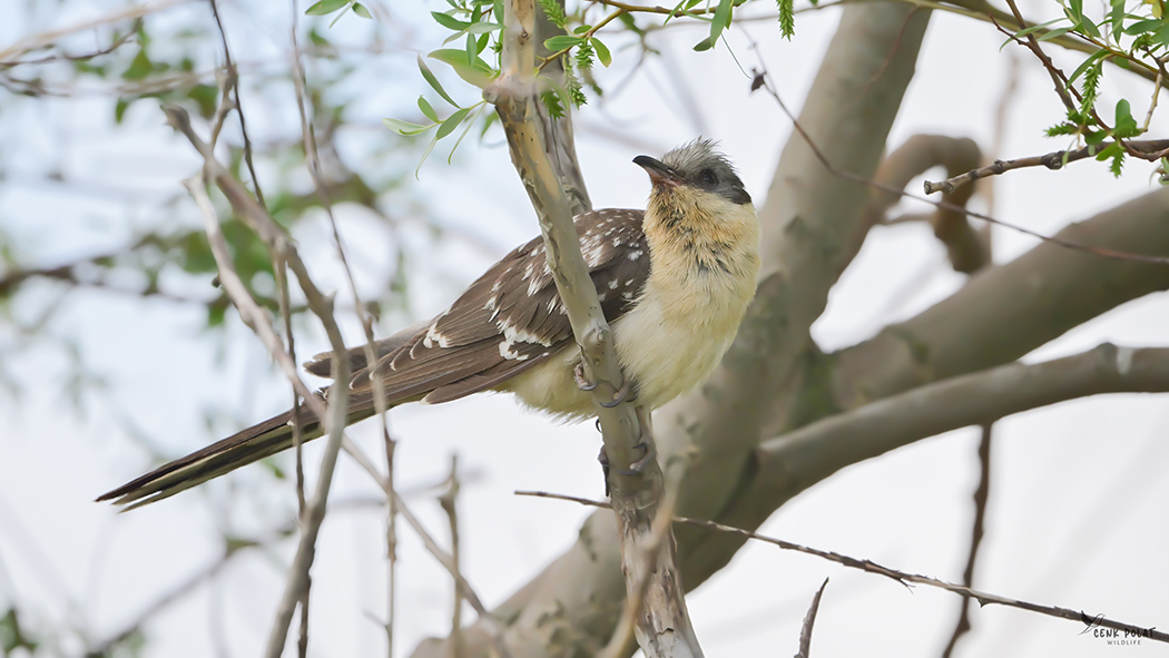 Great Spotted Cuckoo