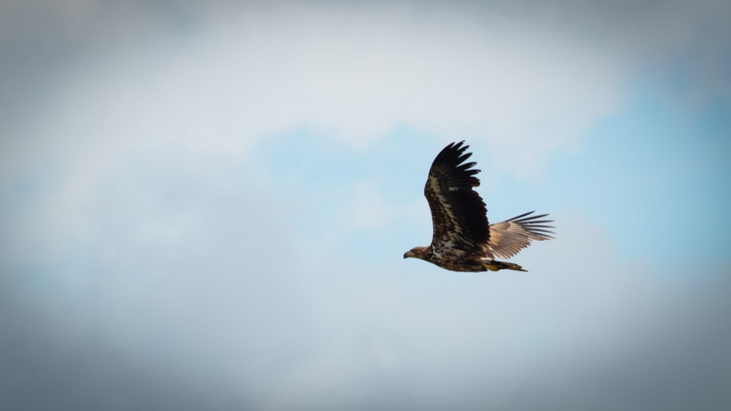 White-tailed Eagle