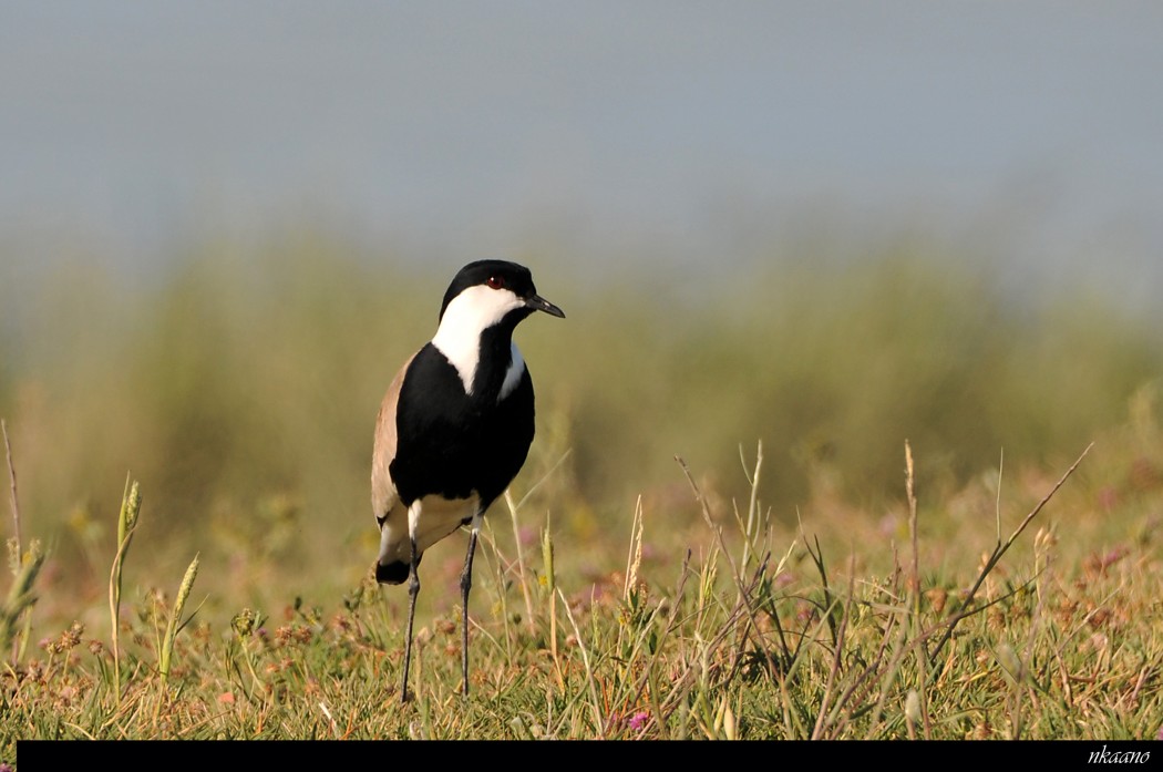 Spur-winged Lapwing