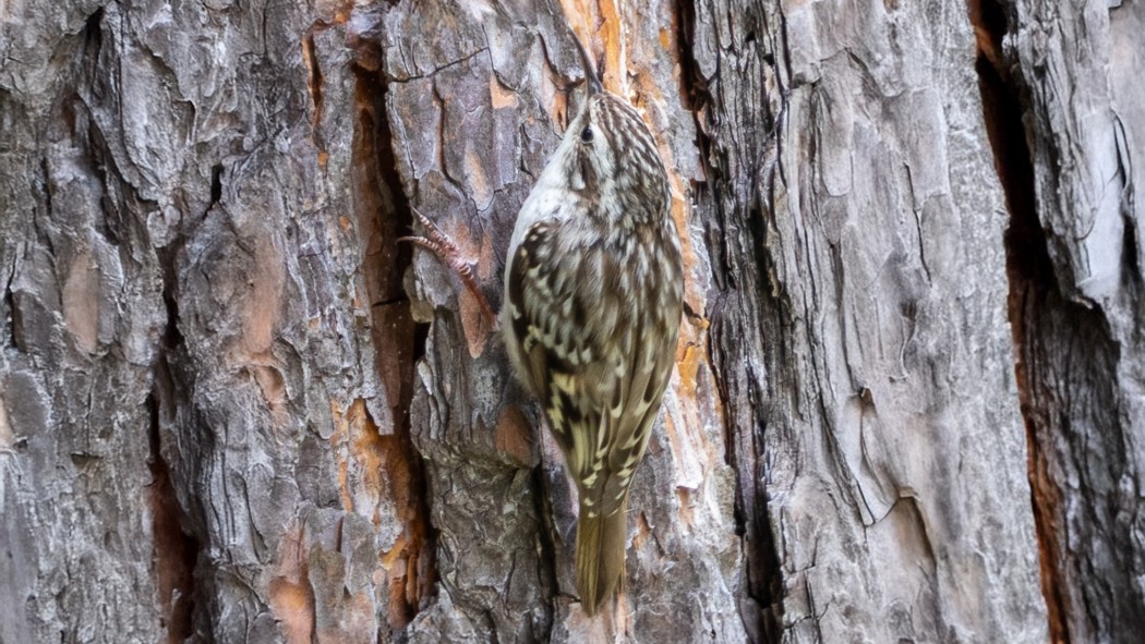 Short-toed Treecreeper