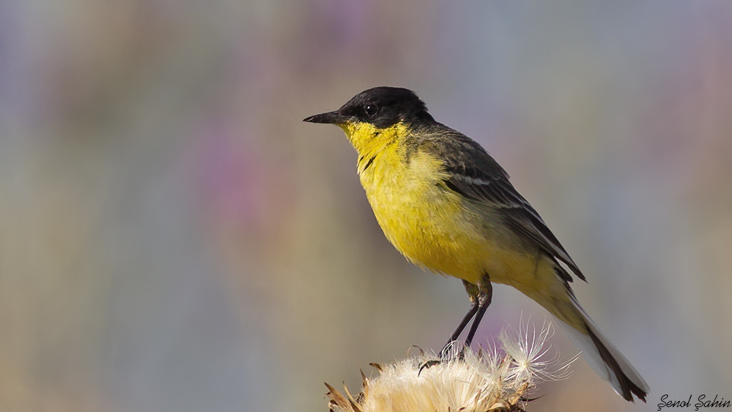 Western Yellow Wagtail