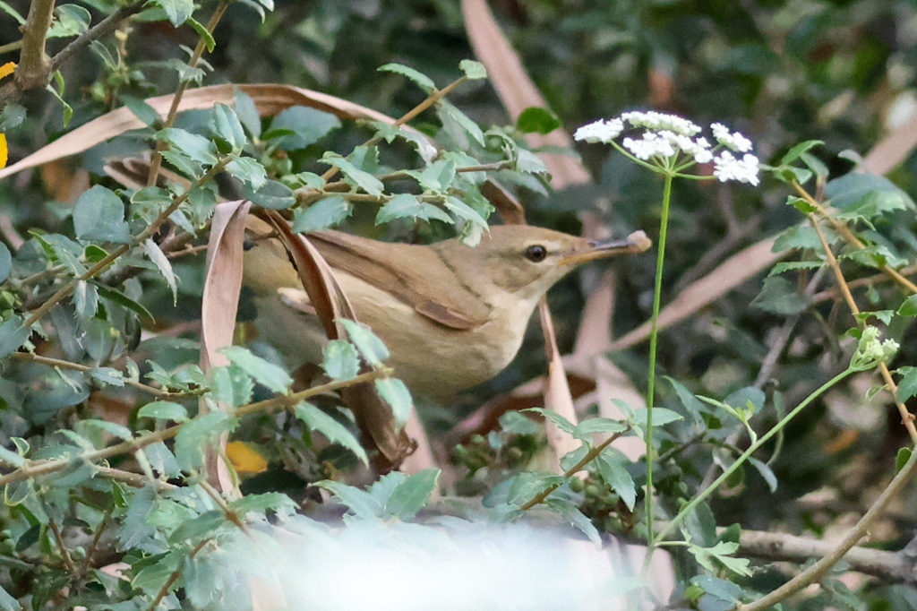 Marsh Warbler