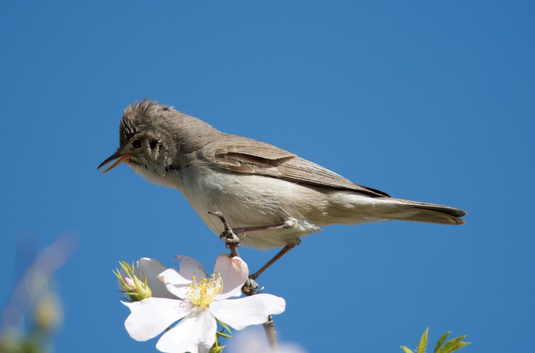 Upcher`s Warbler