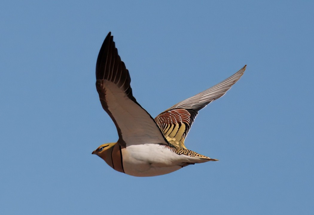 Pin-tailed Sandgrouse