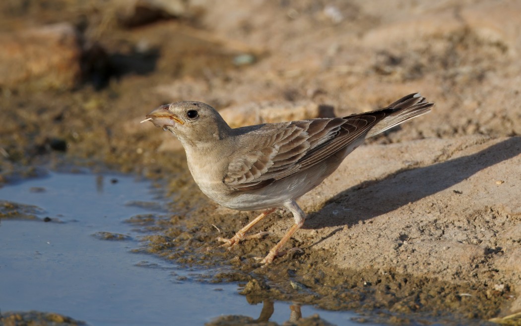 Pale Rockfinch