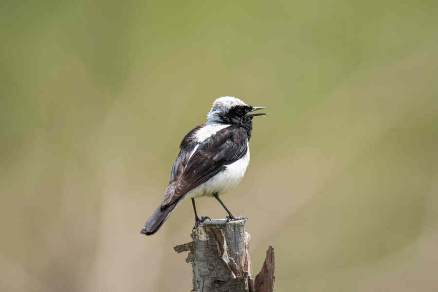 Finsch`s Wheatear