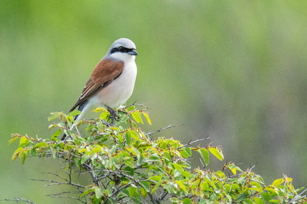 Red-backed Shrike