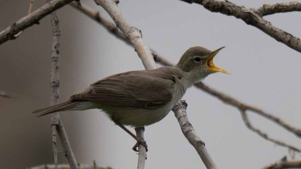 Eastern Olivaceous Warbler