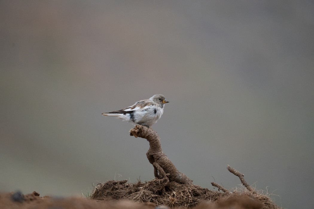 White-winged Snowfinch