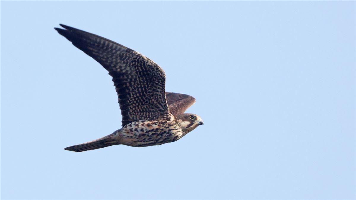 Eleonora`s Falcon