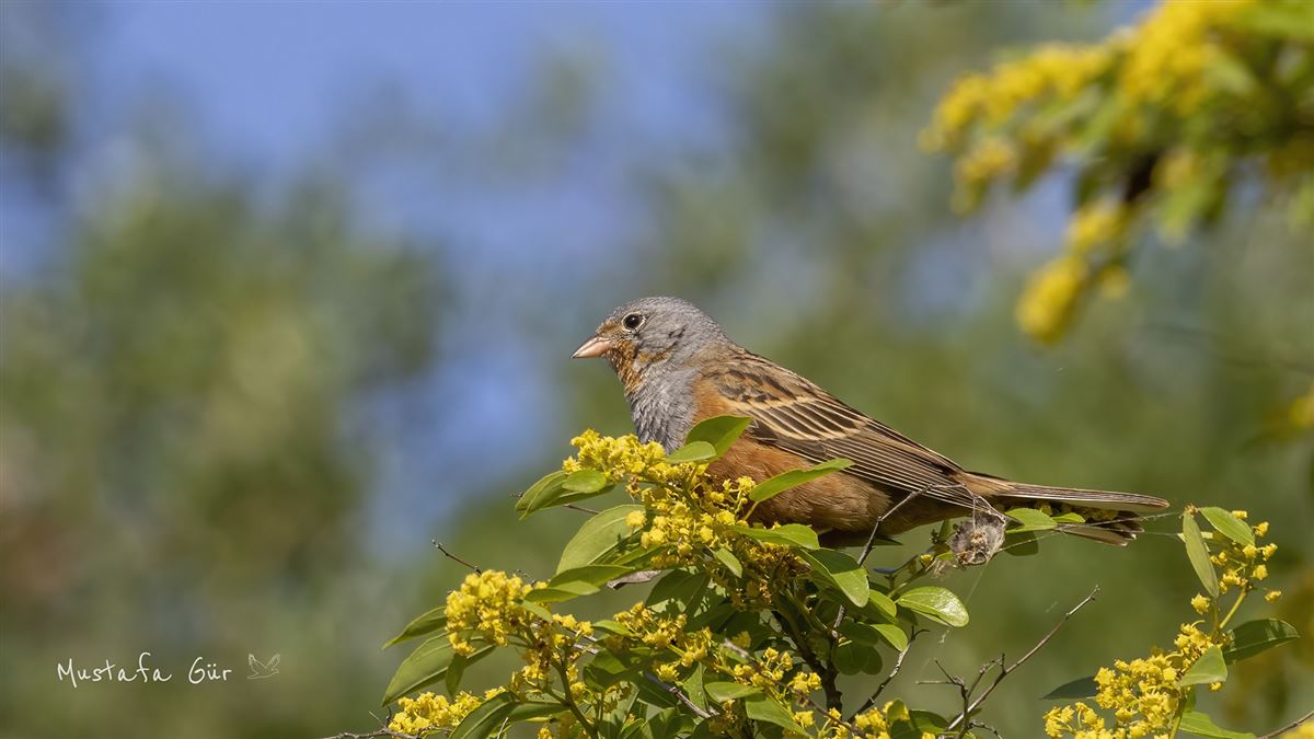 Cretzschmar`s Bunting
