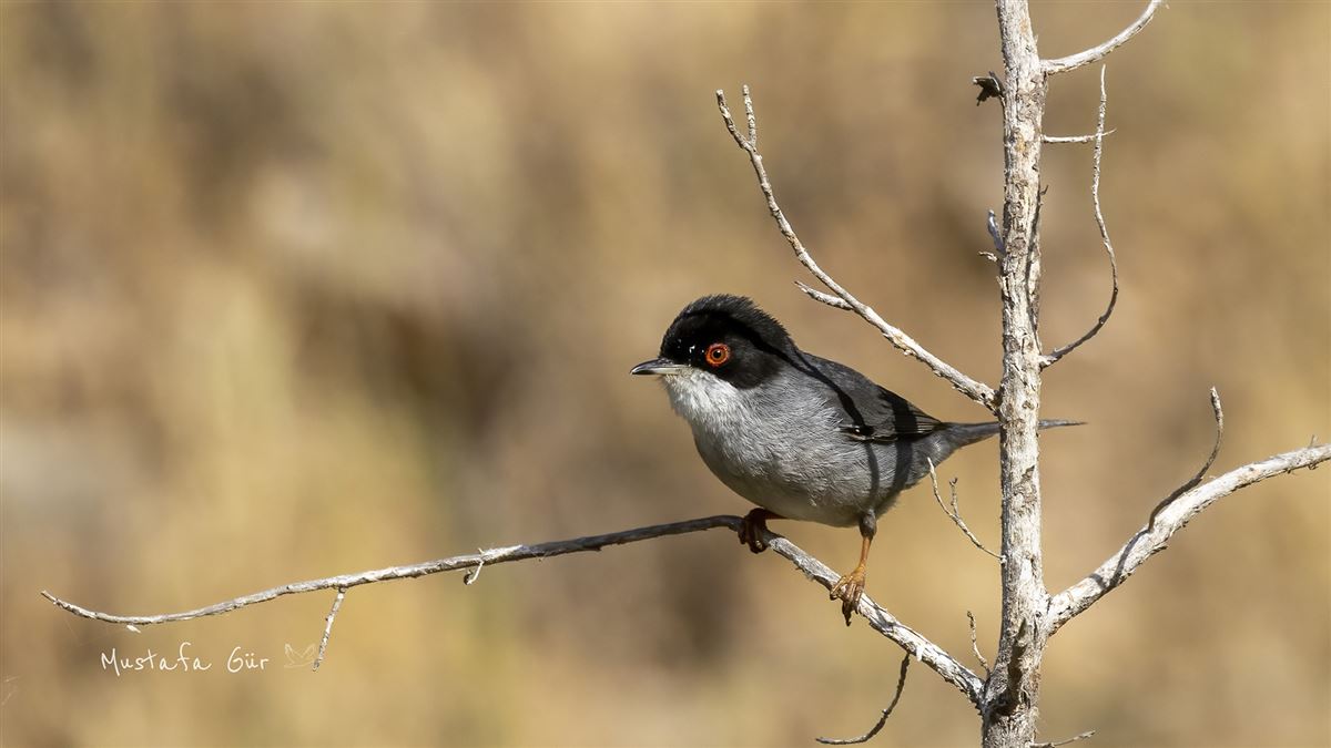 Sardinian Warbler