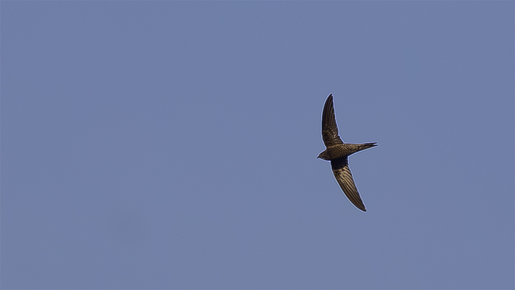 Common Swift