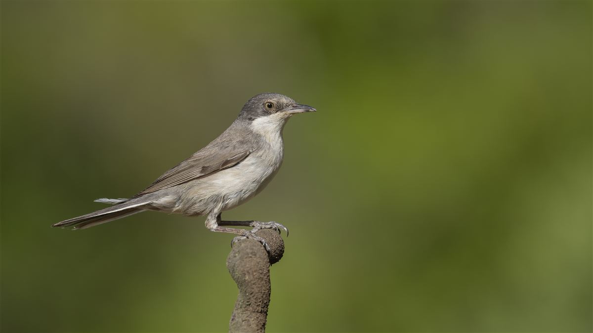 Eastern Orphean Warbler