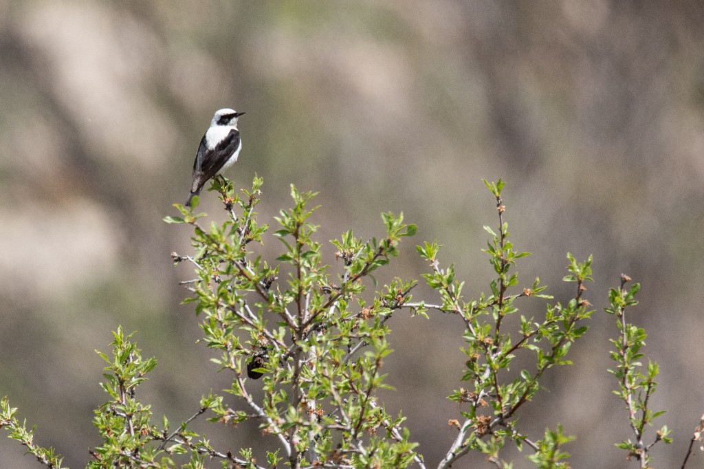 Black-eared Wheatear
