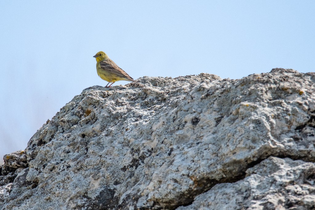 Cinereous Bunting