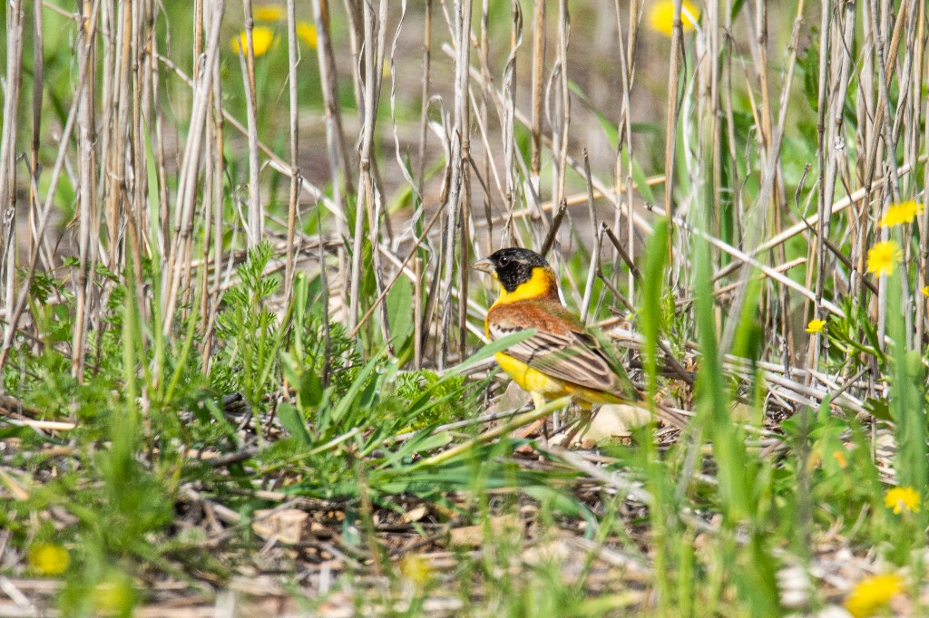 Black-headed Bunting