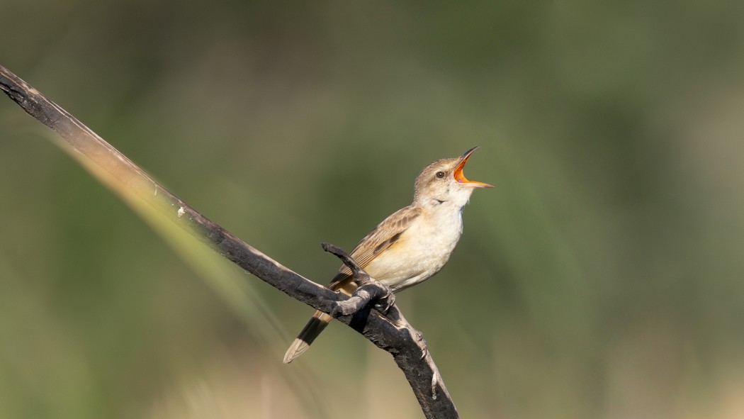 Great Reed Warbler