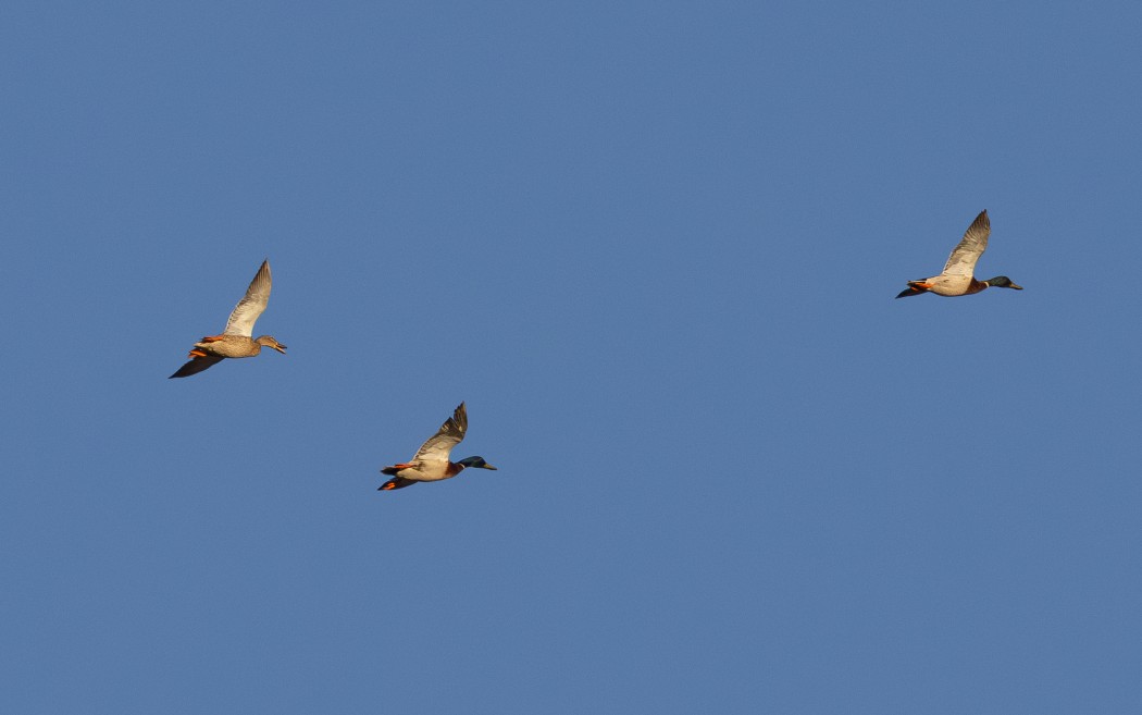 Mallard
