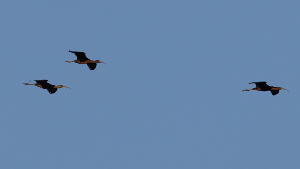 Glossy Ibis