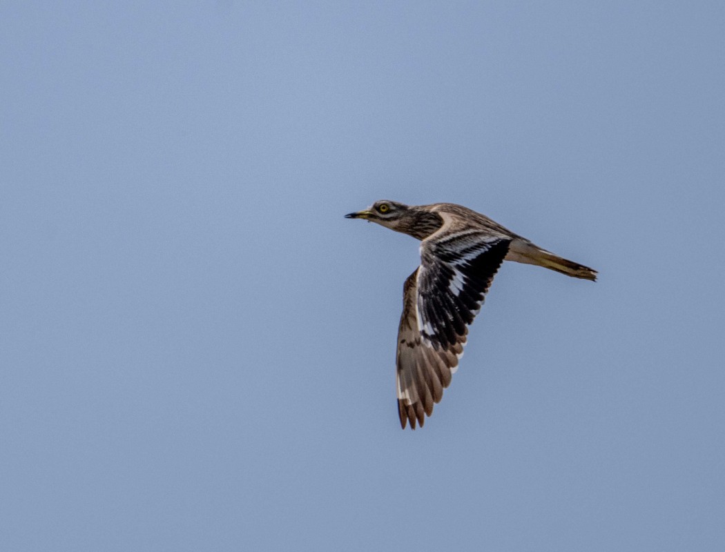 Eurasian Stone-curlew