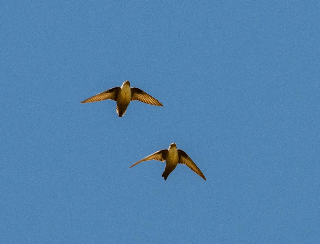 Eurasian Crag Martin