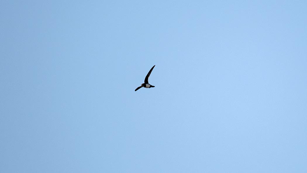 Alpine Swift