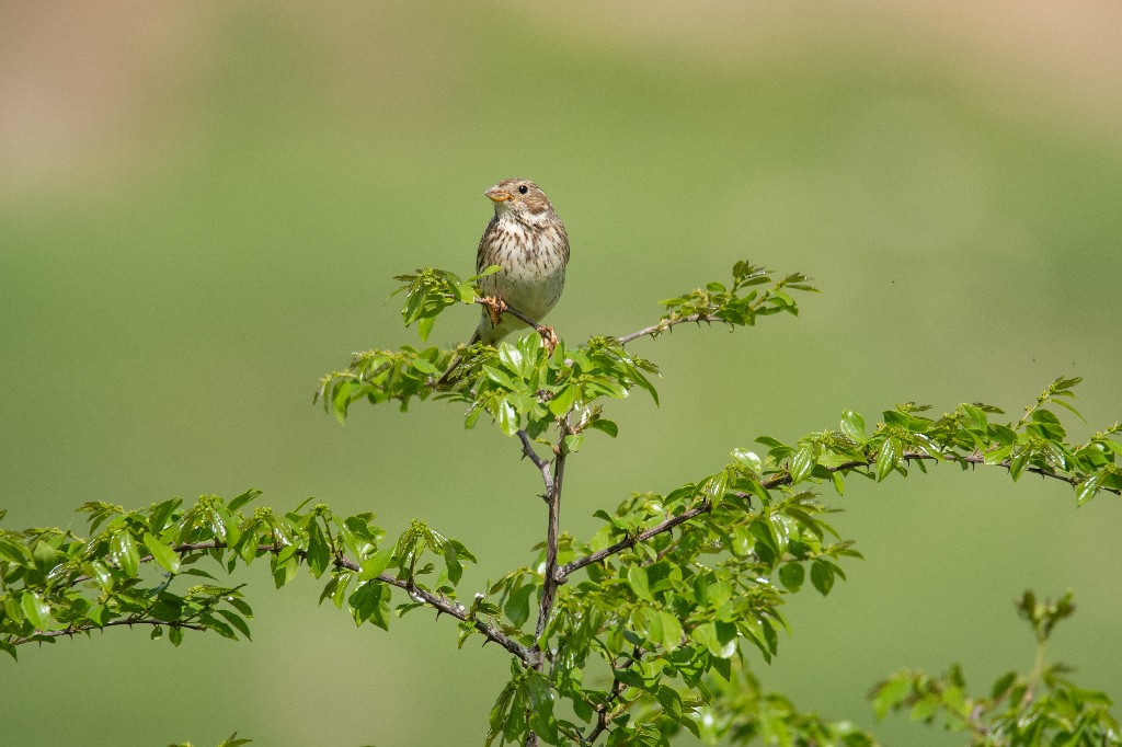 Corn Bunting