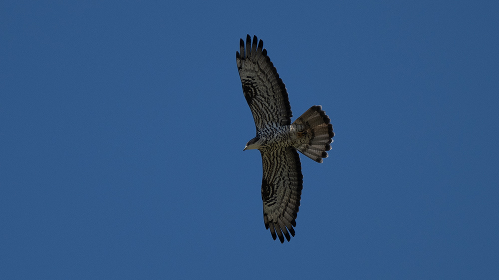 European Honey Buzzard