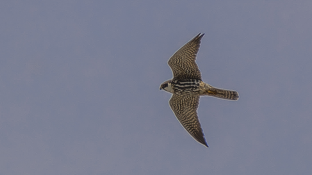 Eurasian Hobby