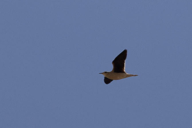 Cream-colored Courser