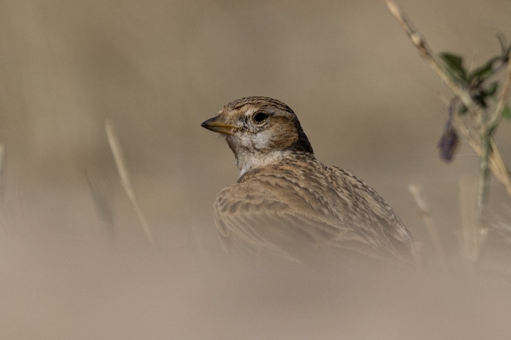 Greater Short-toed Lark