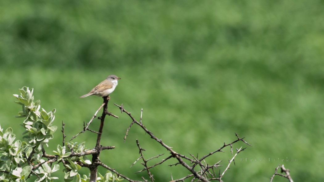 Common Whitethroat