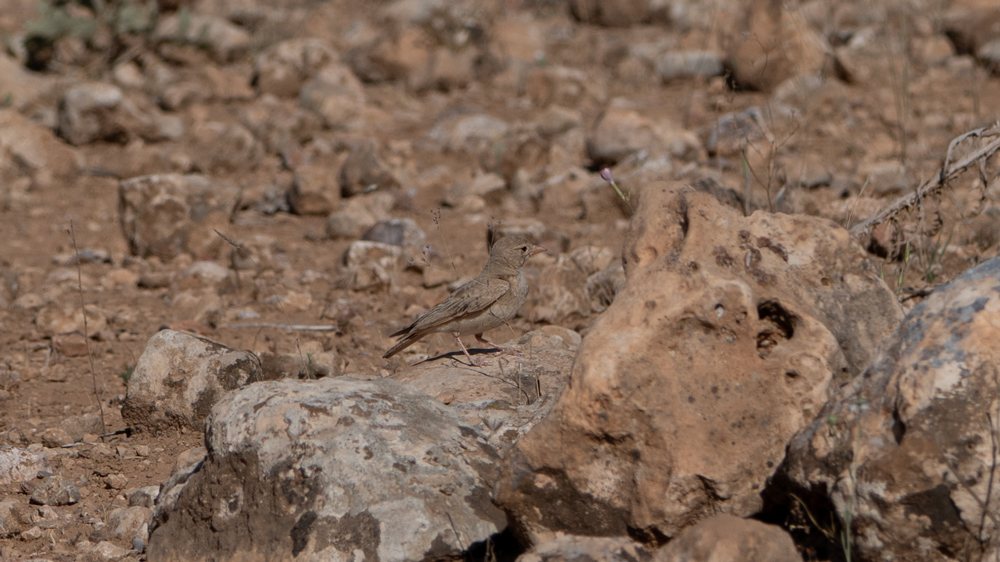 Bar-tailed Lark