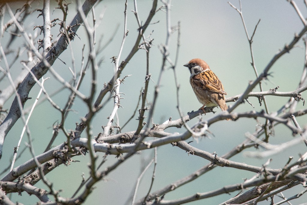 Eurasian Tree Sparrow