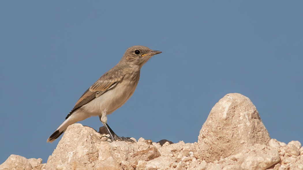 Northern Wheatear