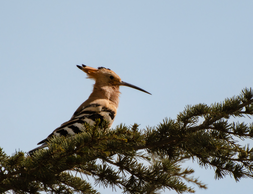 Common Hoopoe