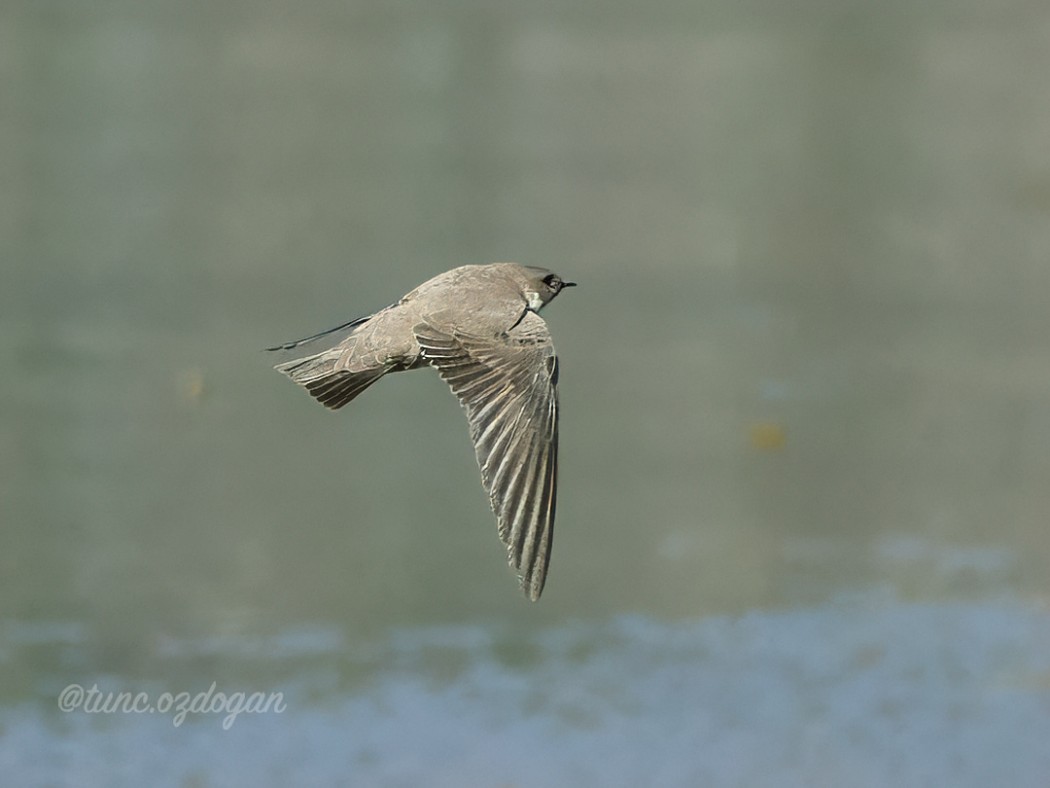 Eurasian Crag Martin