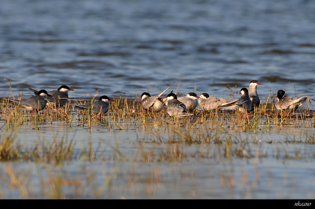 Whiskered Tern
