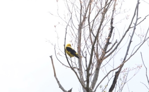 Eurasian Golden Oriole