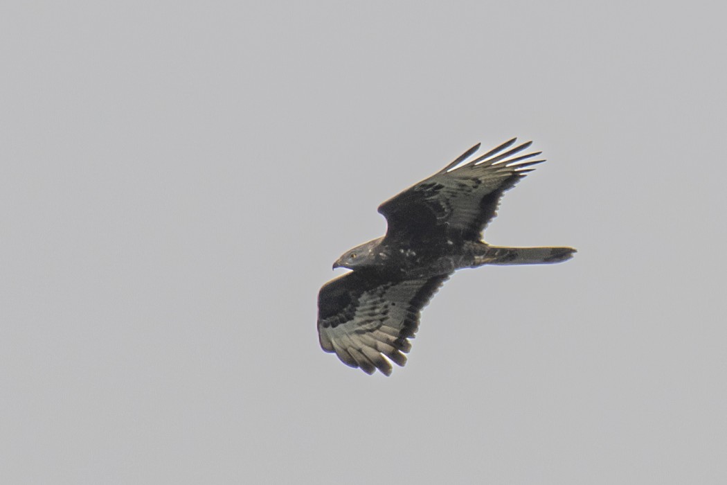 European Honey Buzzard