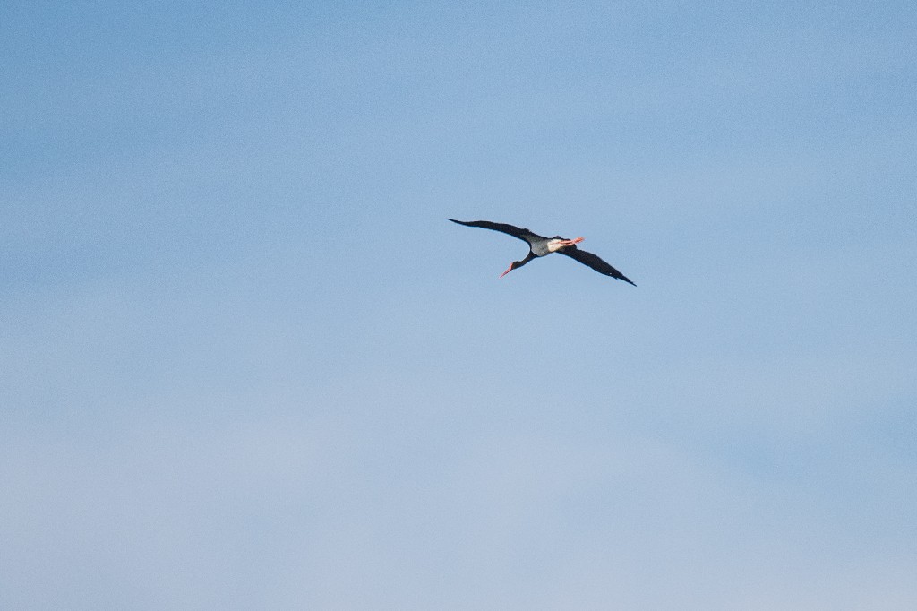 Black Stork