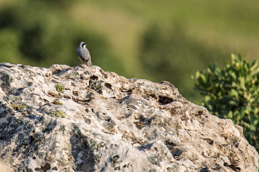 Eastern Rock Nuthatch