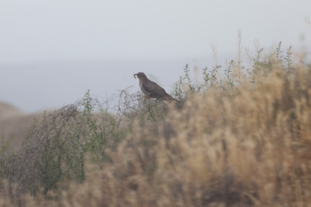 Common Cuckoo